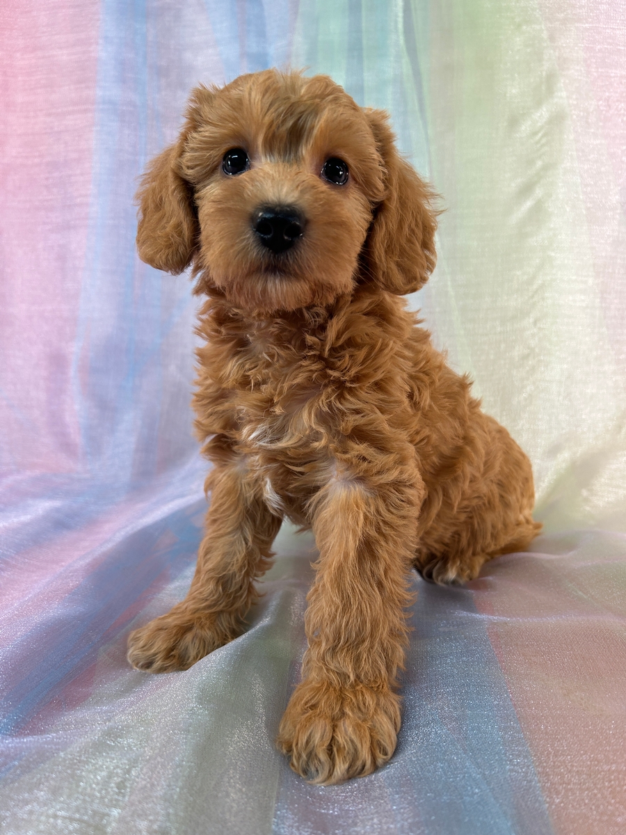 Female Schnoodle Puppy for Sale DOB 8-30-2025 $950